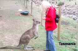 Wildlife Park in Tasmania